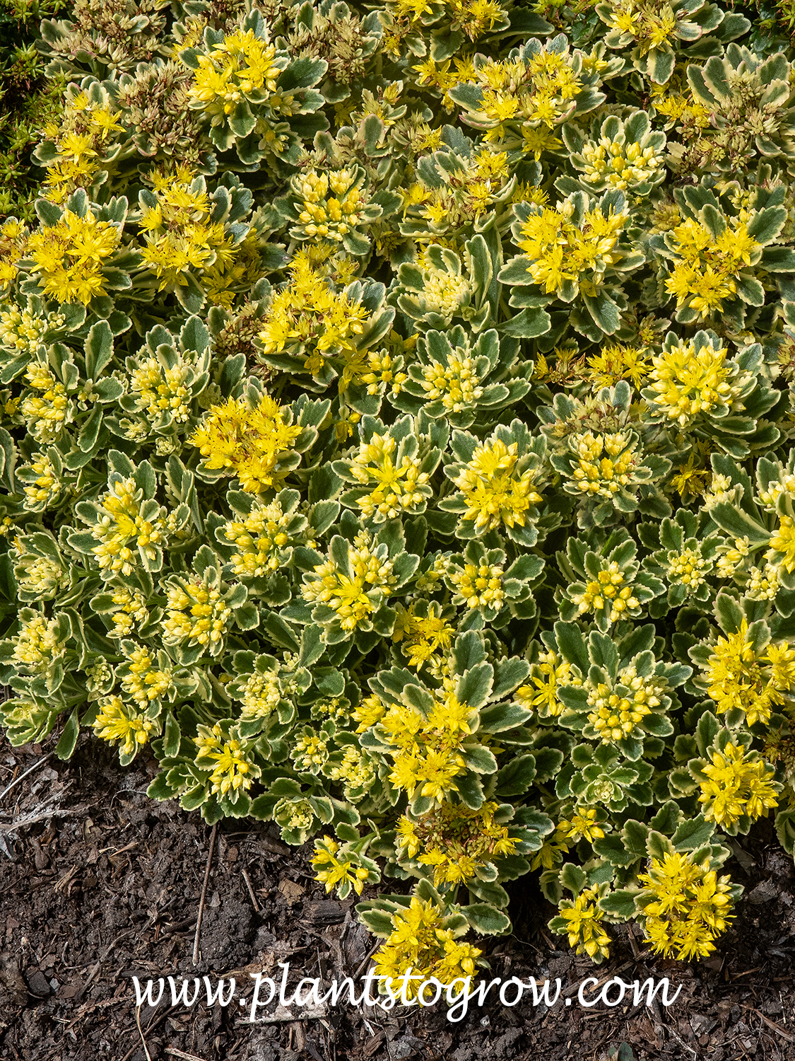 Boogie Woogie Sedum (Sedum)